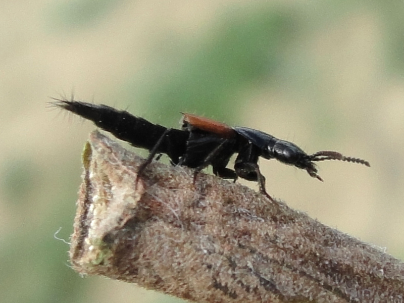 Staphylinidae, genera Philonthus